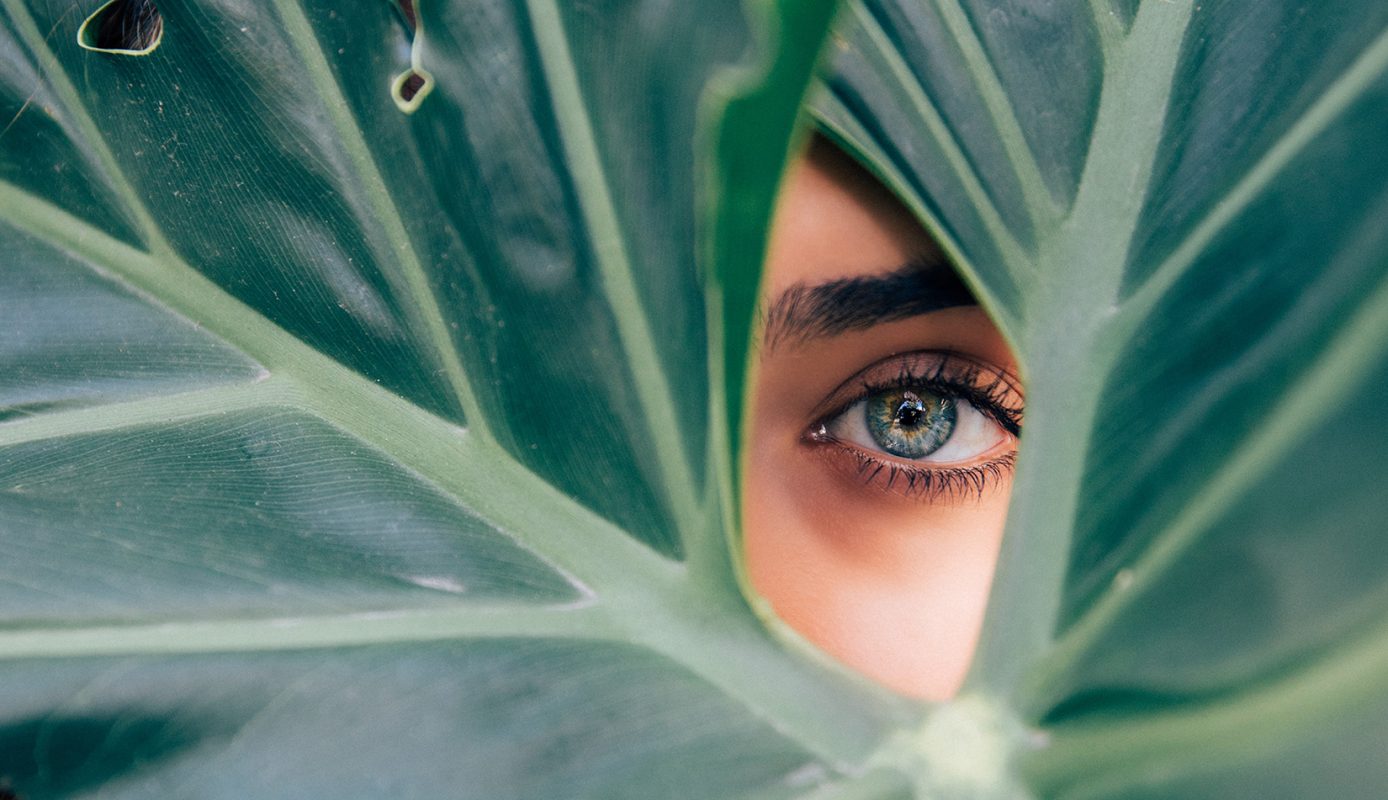 Fawookidi Việt Nam