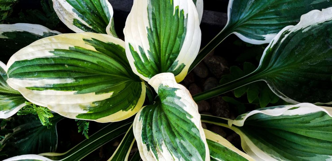 Fawookidi Việt Nam